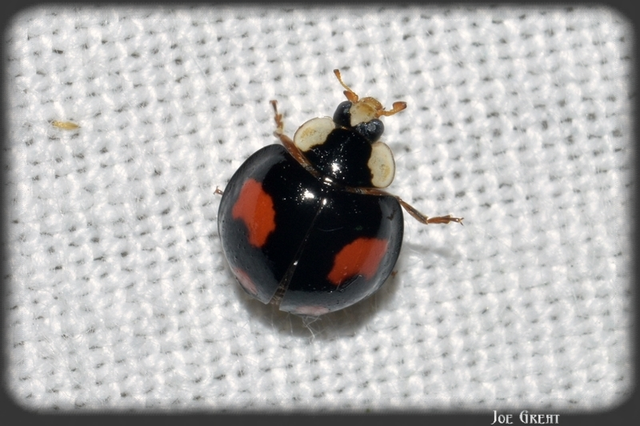 Harmonia axyridis - harlekinkatica