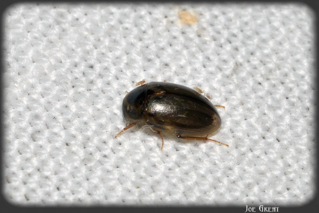 Hydrophilidae - csiborfélék
