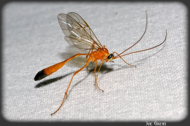 Hymenoptera - Hártyásszárnyúak