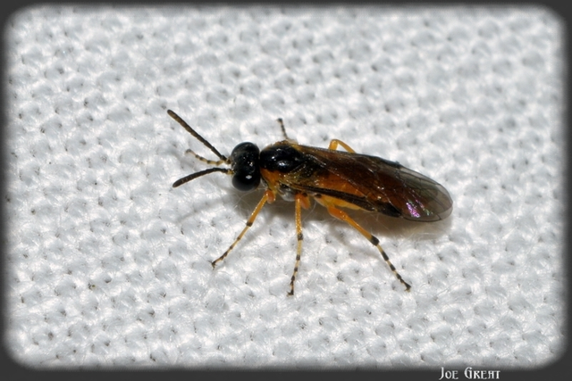 Hymenoptera - Hártyásszárnyúak