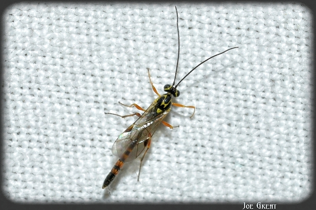 Hymenoptera - Hártyásszárnyúak