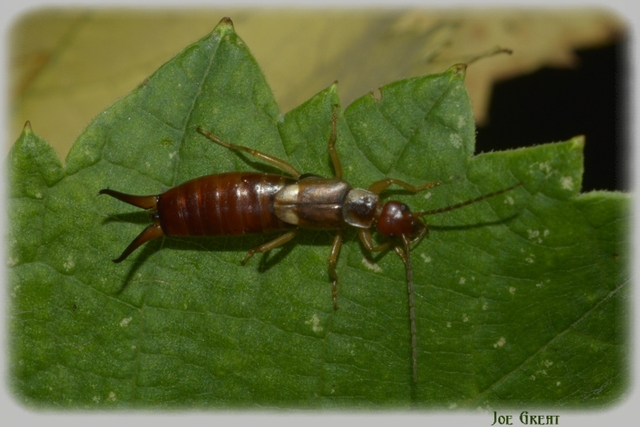 Forficula auricularia - közönséges fülbemászó