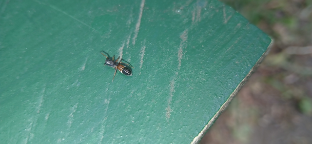Salticidae - ugrópókok