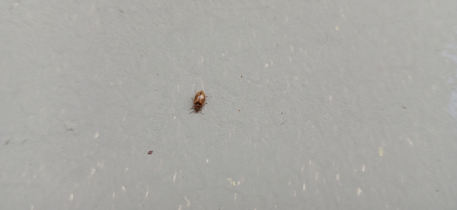 Scirtidae - rétbogárfélék