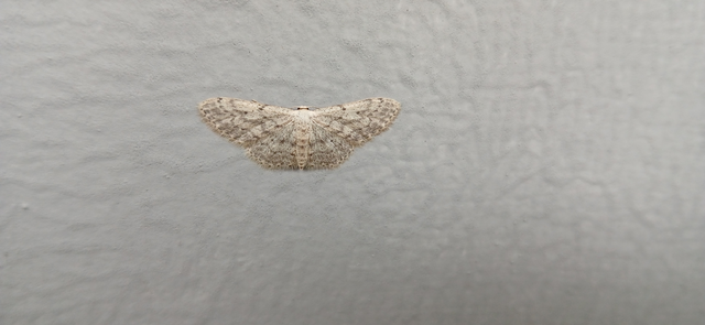 Idaea seriata - szürke apróaraszoló