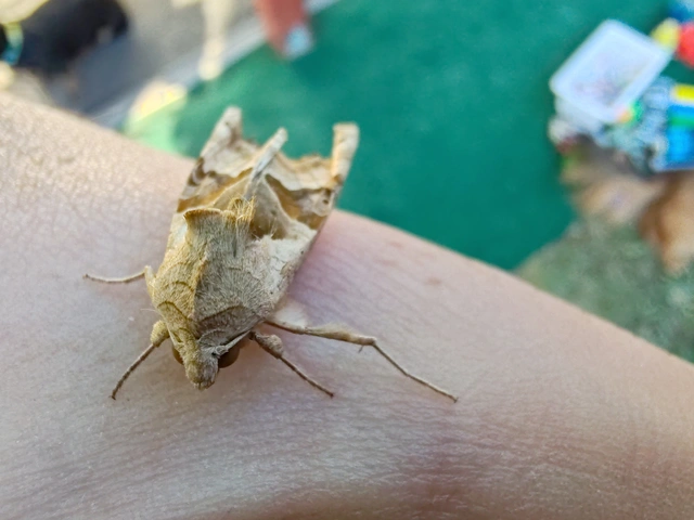 Phlogophora meticulosa - vándorló csipkésbagoly