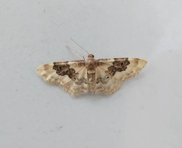 Idaea rusticata - tarka apróaraszoló