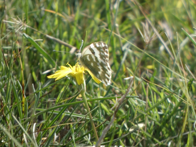 Pontia edusa - rezedalepke