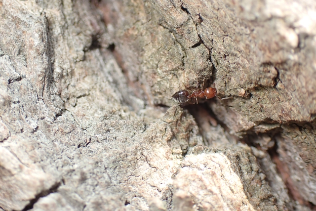 Crematogaster schmidti - vörös szívhangya