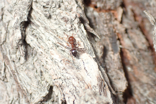 Crematogaster schmidti - vörös szívhangya