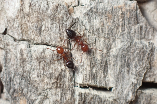 Crematogaster schmidti - vörös szívhangya
