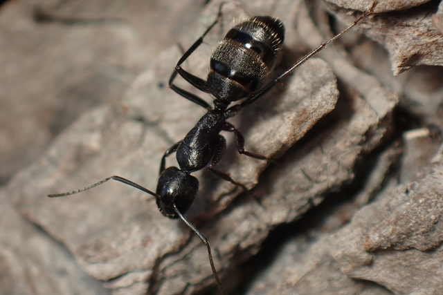 Camponotus vagus - fekete lóhangya