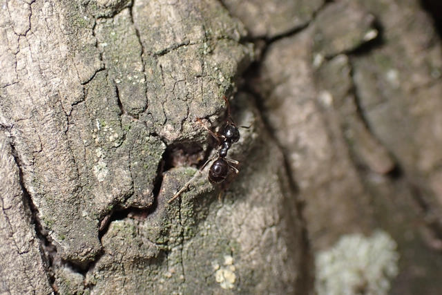 Lasius fuliginosus - kartonépítő fahangya