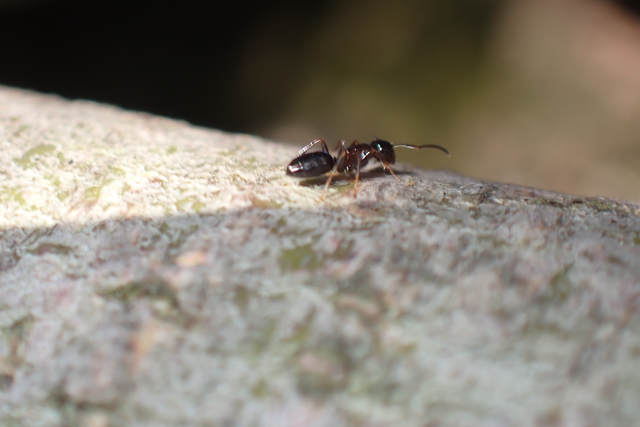 Colobopsis truncata - kapushangya
