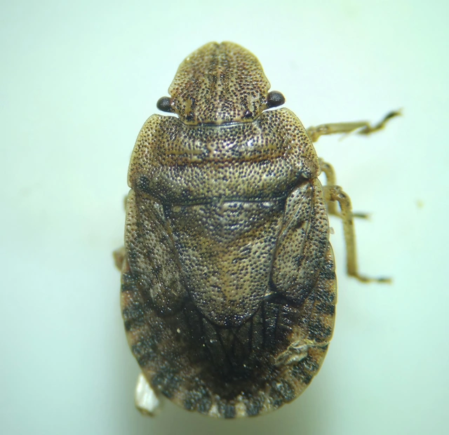 Sciocoris Sciocoris