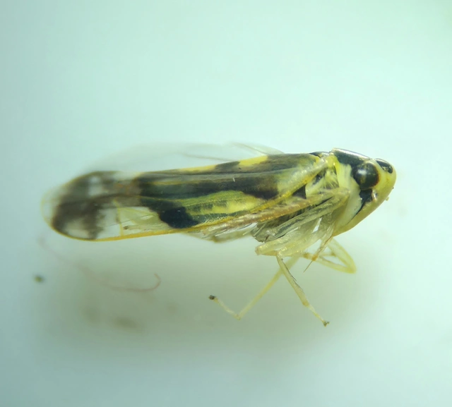 Eupteryx