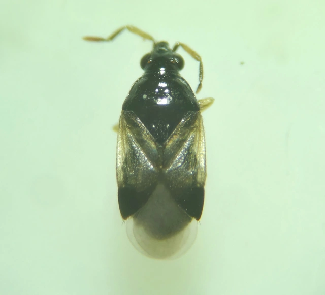 Anthocoridae - virágpoloskák Anthocoridae - virágpoloskák