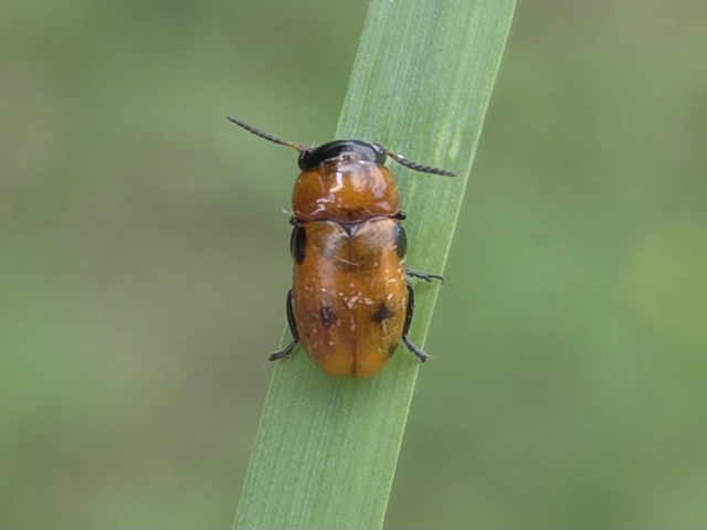 Coptocephala rubicunda - feketelábú hullóbogár
