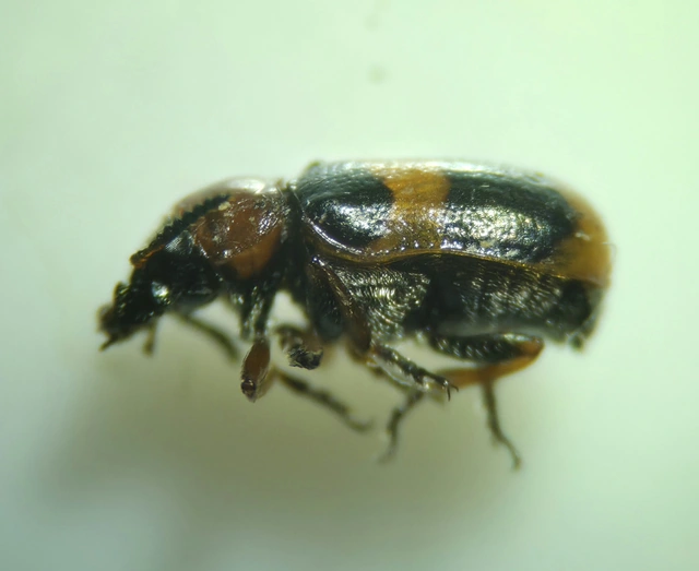 Coptocephala unifasciata - sárgalábú hullóbogár