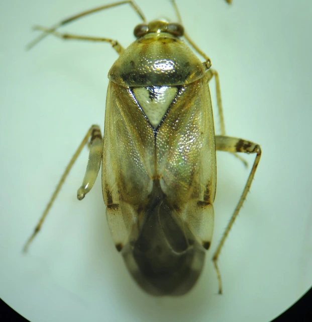 Lygus pratensis - változó mezeipoloska