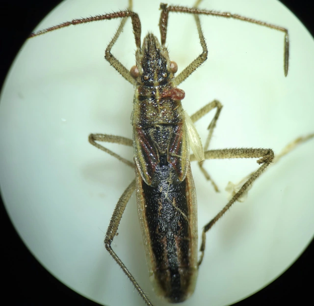 Myrmus miriformis - kurtaszárnyú karimáspoloska