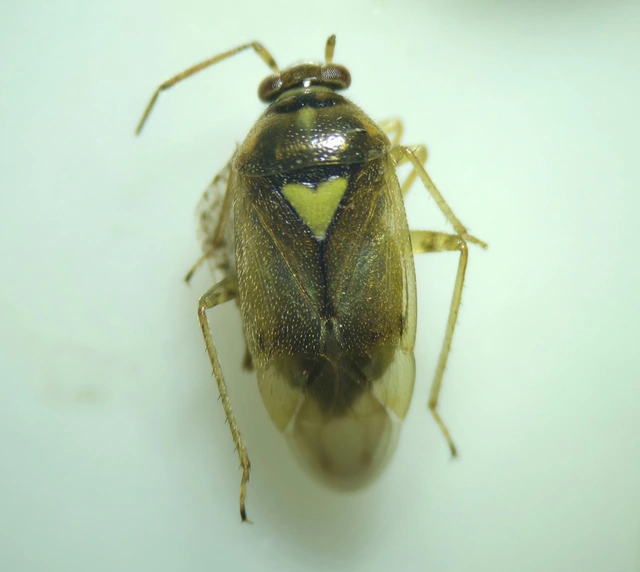 Orthops