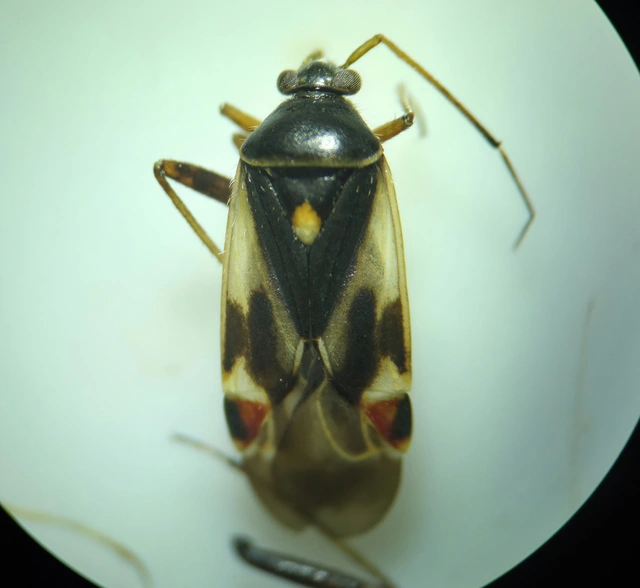 Polymerus