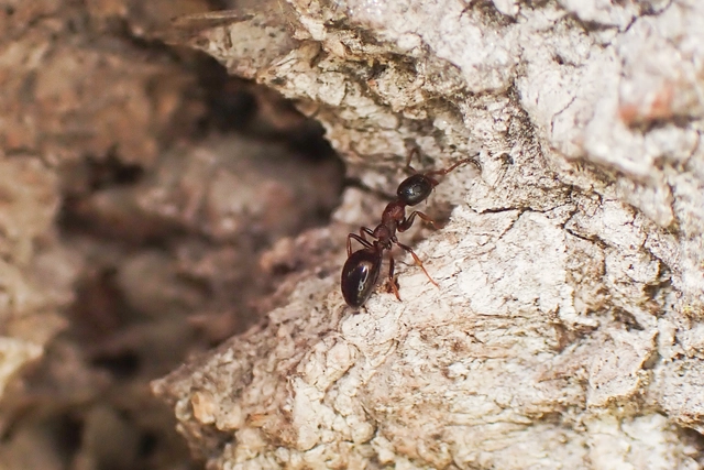 Dolichoderus quadripunctatus - négypettyes erdeihangya