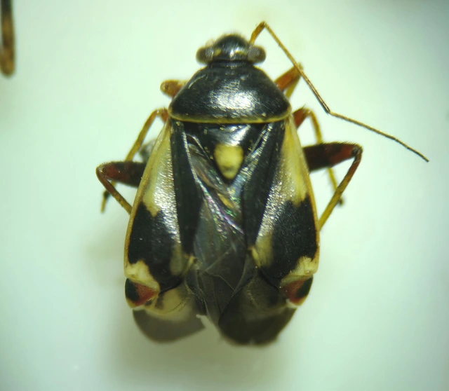 Polymerus