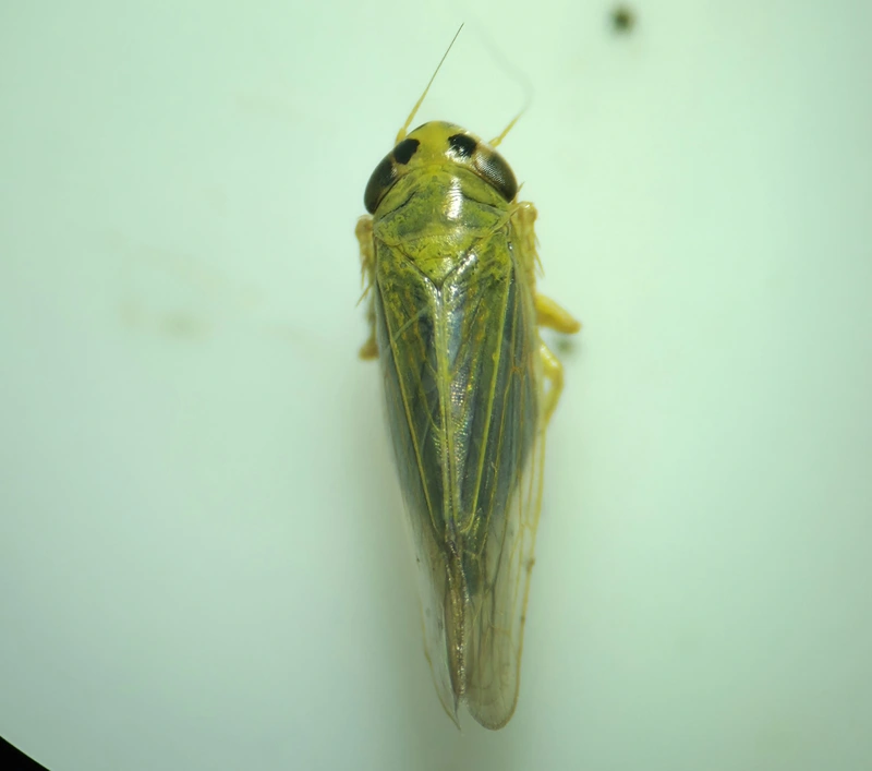 Cicadula