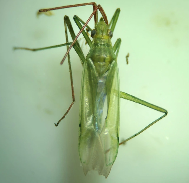 Trigonotylus