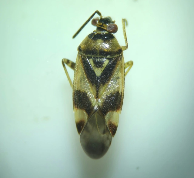 Orthops