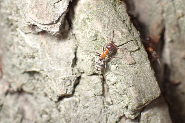 Liometopum microcephalum - tölgyfahangya