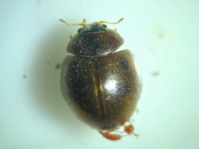 Cynegetis impunctata - pázsitfűböde
