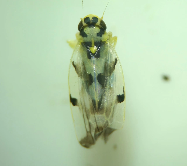 Eupteryx
