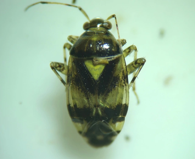Liocoris tripustulatus - hárompettyes mezeipoloska