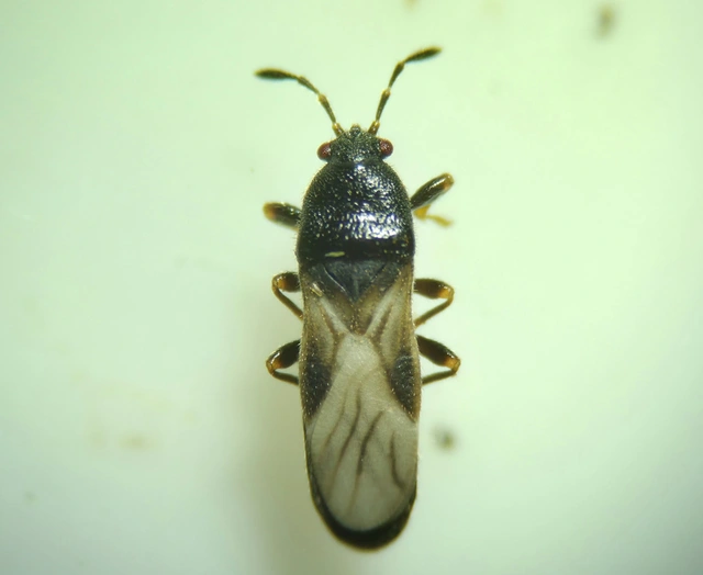 Dimorphopterus spinolae - közönséges karcsúbodobács