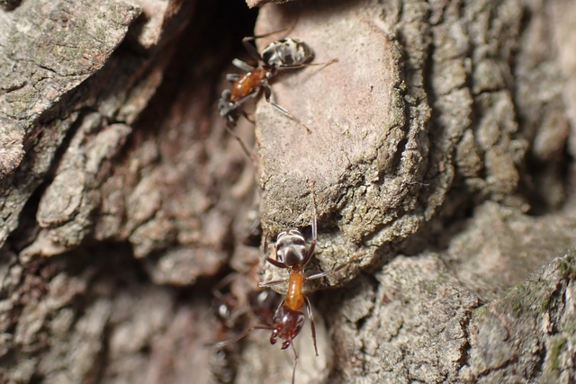 Liometopum microcephalum - tölgyfahangya