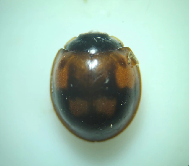 Exochomus quadripustulatus - négyfoltos szerecsenkata