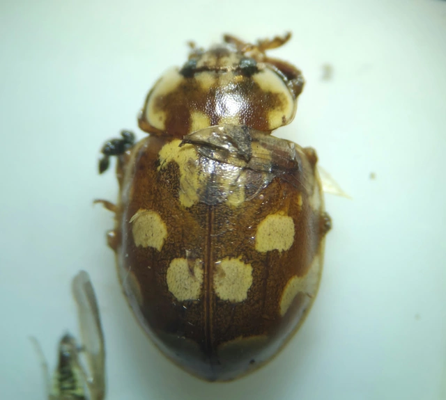 Myrrha octodecimguttata - tizennyolccseppes füsskata