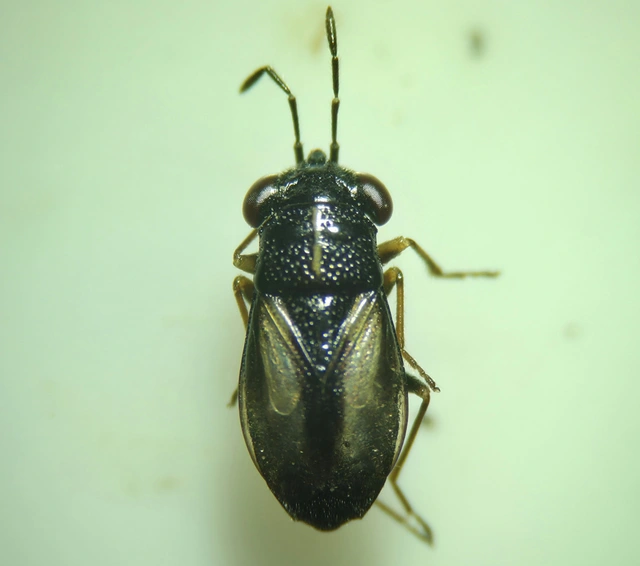Geocoris Geocoris