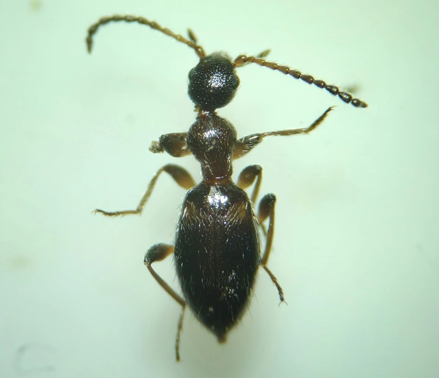 Anthelephila pedestris - hangyaszerű fürgebogár