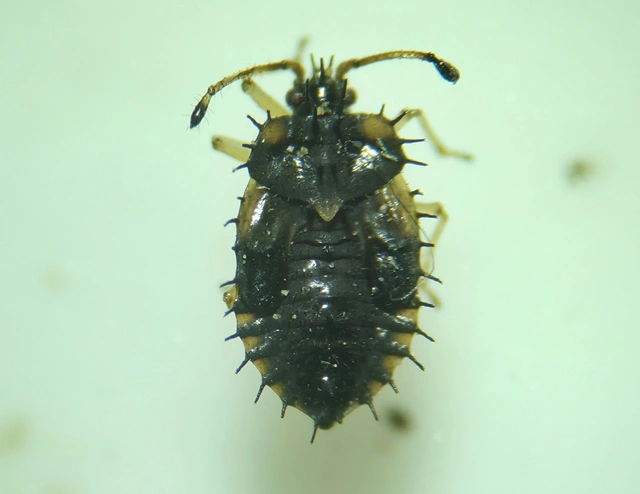 Tingidae - csipkéspoloskák