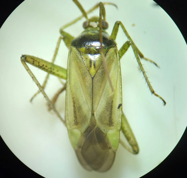 Adelphocoris lineolatus - lucernapoloska