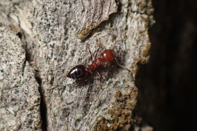 Crematogaster schmidti - vörös szívhangya