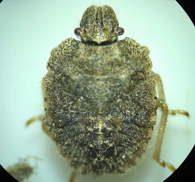 Dolycoris baccarum - közönséges bogyómászó-poloska Dolycoris baccarum - közönséges bogyómászó-poloska