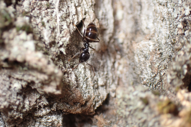 Lasius fuliginosus - kartonépítő fahangya