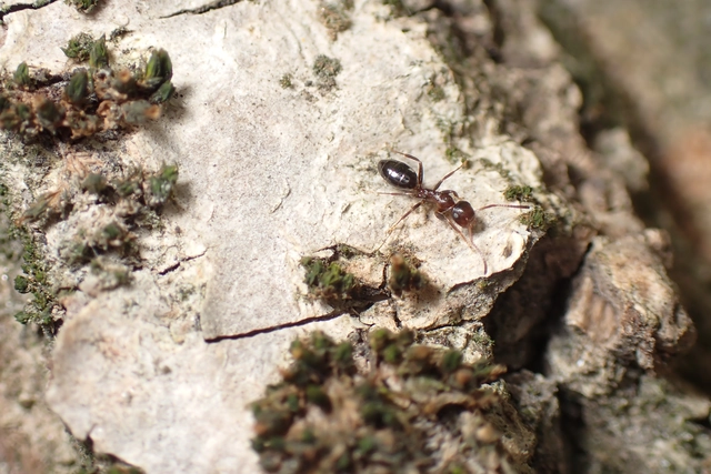 Colobopsis truncata - kapushangya