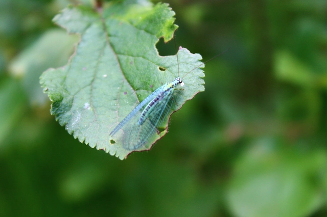 Chrysopa perla - aranyszemű fátyolka Chrysopa perla - aranyszemű fátyolka