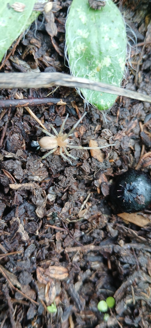 Cheiracanthium